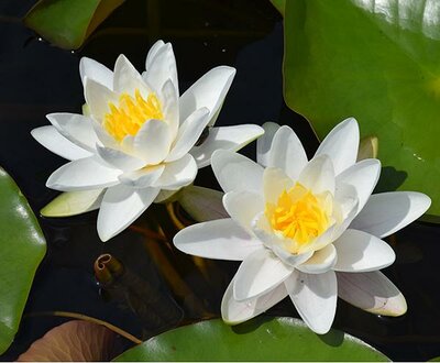 Gladstone Hardy Water Lily