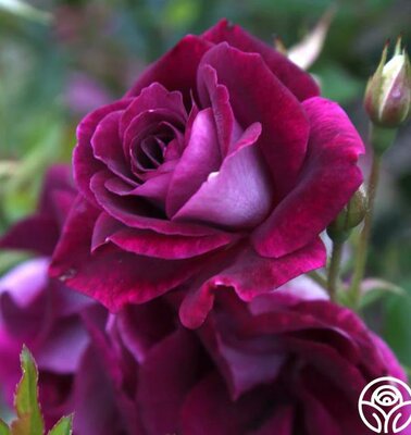 Burgundy Iceberg Floribunda Rose