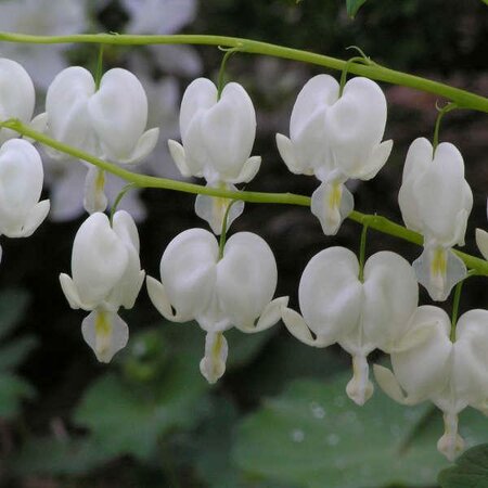 White Bleeding Heart