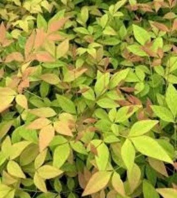 Goldstream Nandina Heavenly Bamboo