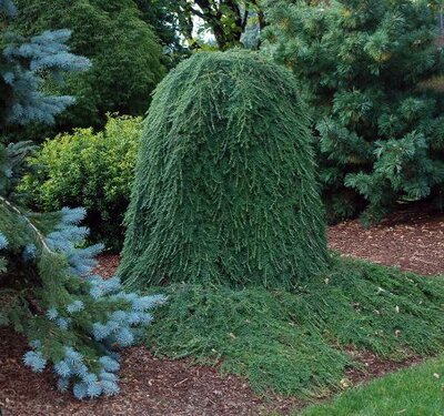 Weeping Canadian Hemlock