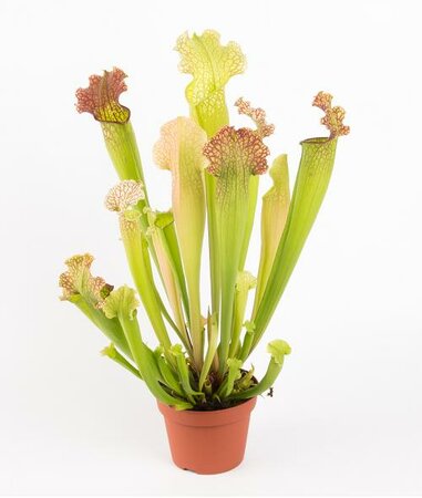 Velvet Pitcher Plant