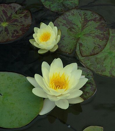 Yellow Water Lily