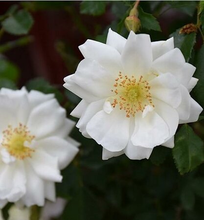 White Flower Carpet Rose Tree