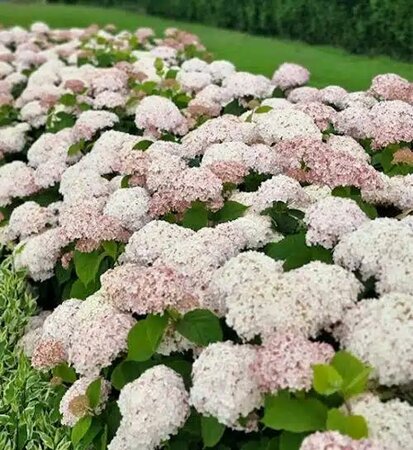 Candybelle Marshmallow Hydrangea