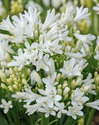 Bridal Veil Of The Nile (Agapanthus)