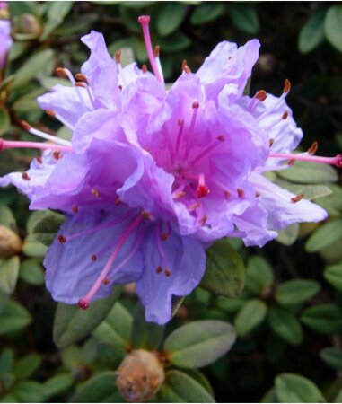 Ramapo Rhodo