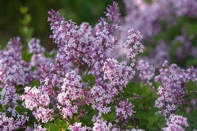 Miss Kim Dwarf Lilac