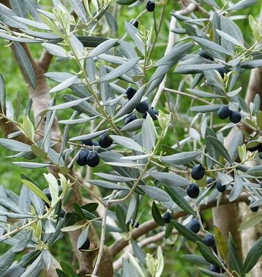 Halkidiki Olive Tree