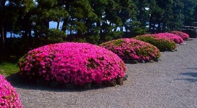 Osakazuki Satsuki Japanese Azalea