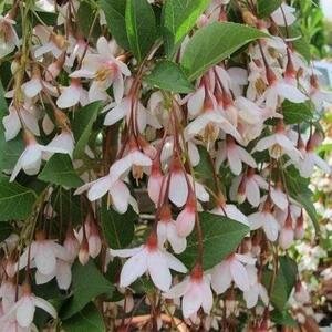 Pink Weeping Japanese Snowbell