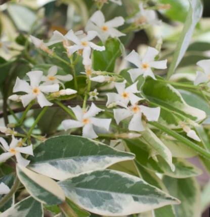 Variegated Star Jasmine