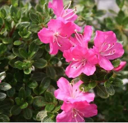 Mai Ohgi Japanese Azalea