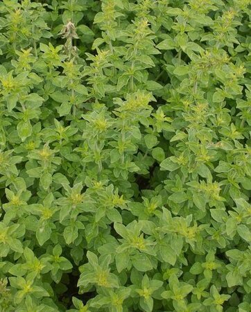 Greek Oregano Certified Organic Ore