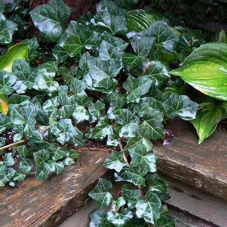 Baltica Ivy