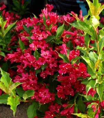 Max's Weigela