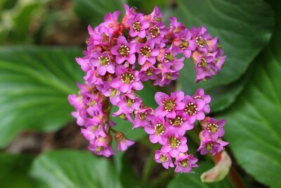 Pink Cloud Big Leaf Bergenia