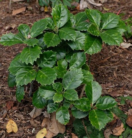 Kameba Japanese Laurel (Aucuba)