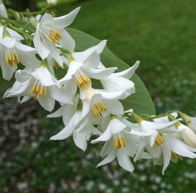 Fragrant Snowbell Tree