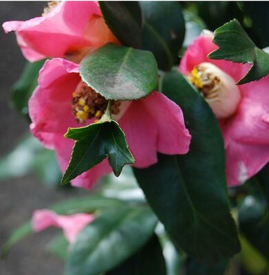 Pink Mermaid Camellia