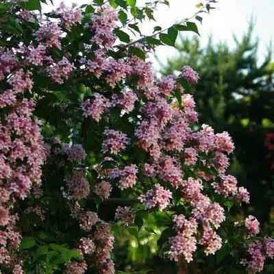 Pink Cloud Beauty Bush