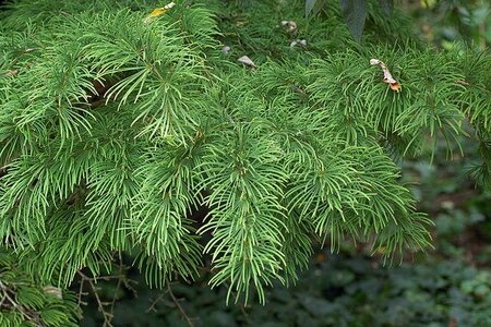 Chinese Golden False Larch