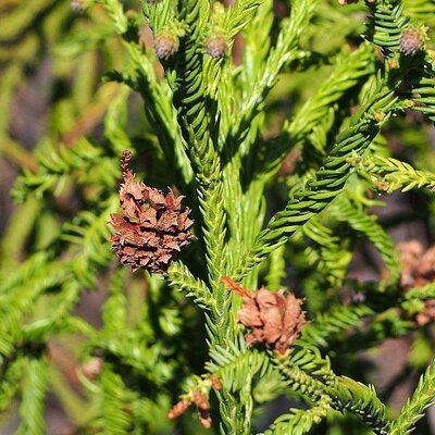 Rasen Japanese Cedar