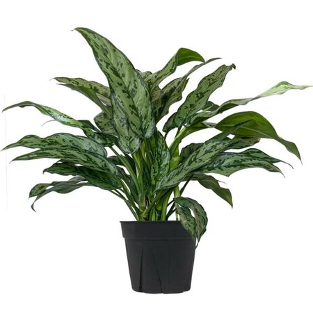 Chinese Evergreen Shades