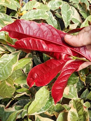 Chinese Croton Jungle Fire