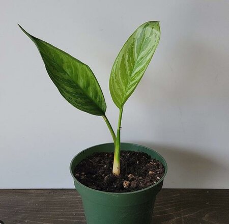 Chinese Evergreen Amelia Lane - image 1