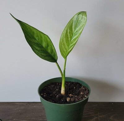 Chinese Evergreen Amelia Lane