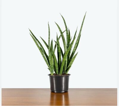 Snake Plant Fernwood Mikado