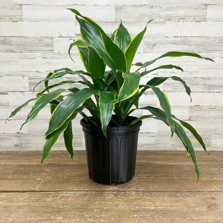 Dracaena Carmen Art