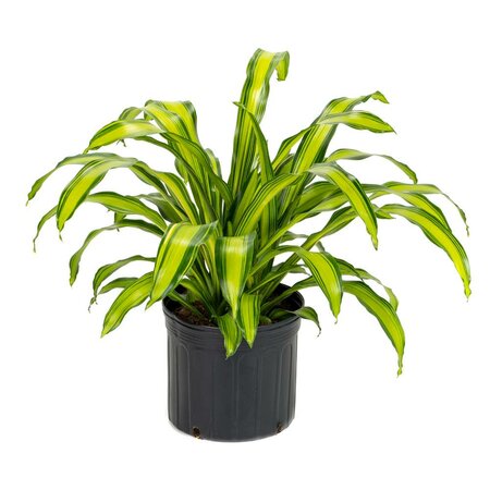 Dracaena Marley 2PPP