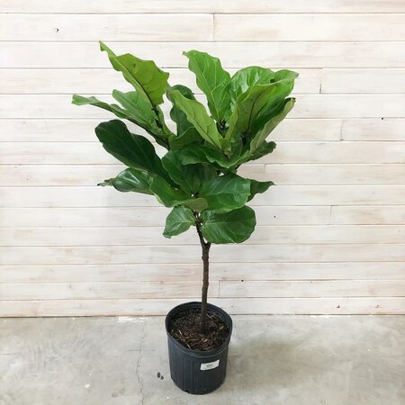 Fiddle Leaf Fig Standard