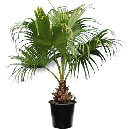 Chinese Fan Palm