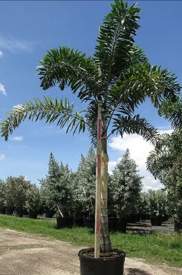 Foxtail Palm