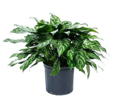 Chinese Evergreen Mary Ann - image 1