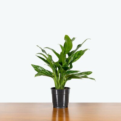 Chinese Evergreen Super Maria