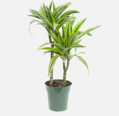 Dracaena Goldstar