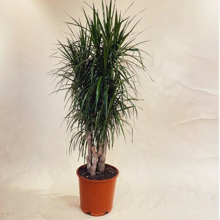 Dracaena Marginata 5/6ppp