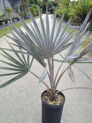 Silver Bismark Palm