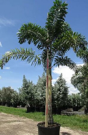 Foxtail Palm