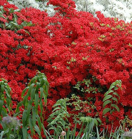 Stewartsonian Japanese Azalea