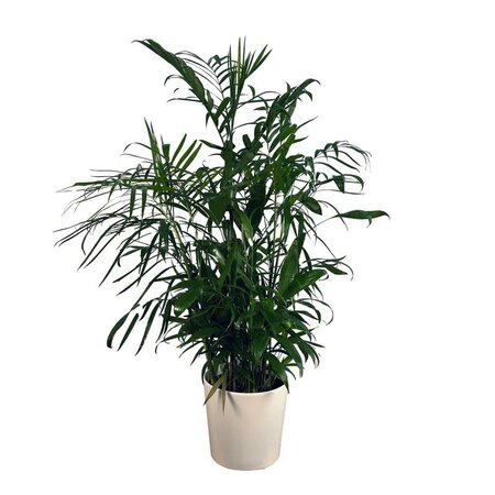 Bamboo Palm - image 1