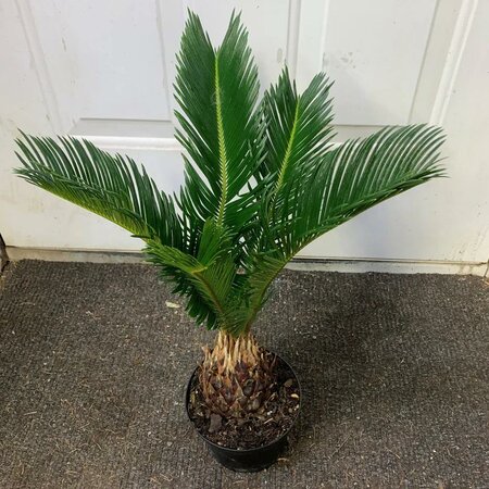 Sago Palm