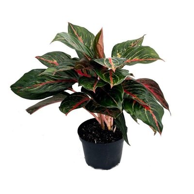 Chinese Evergreen Very Red - image 1