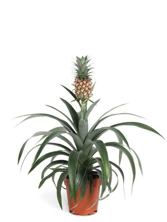 Pineapple Plant sale