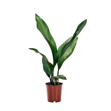 Cast Iron Plant - image 1