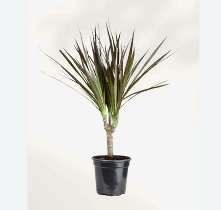 Dracaena Marginata Bicolour